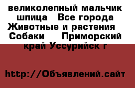 великолепный мальчик шпица - Все города Животные и растения » Собаки   . Приморский край,Уссурийск г.